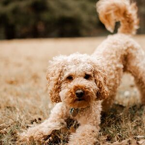 Meet your Posher, Narcy